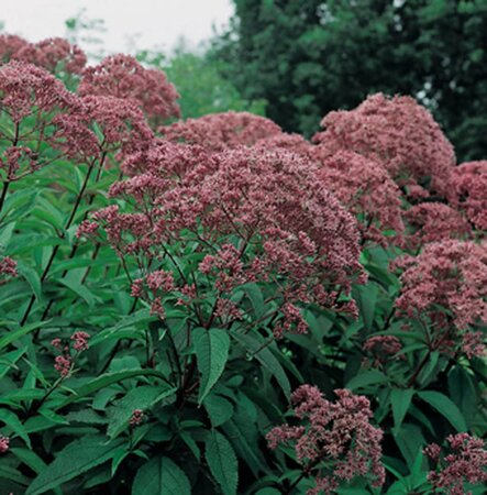 Eupatorium mac. 'Riesenschirm' geen maat specificatie 0,55L/P9cm - afbeelding 3