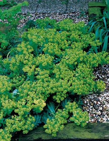 Euphorbia myrsinites geen maat specificatie 0,55L/P9cm - afbeelding 6