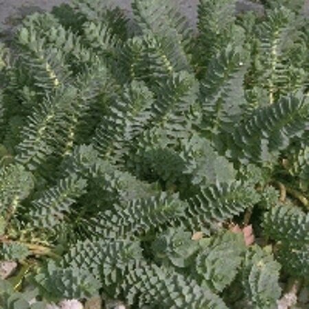 Euphorbia myrsinites geen maat specificatie 0,55L/P9cm - afbeelding 7