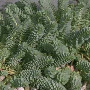 Euphorbia myrsinites geen maat specificatie 0,55L/P9cm - afbeelding 7