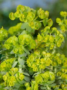 Euphorbia myrsinites geen maat specificatie 0,55L/P9cm - afbeelding 8