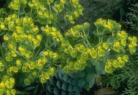 Euphorbia myrsinites geen maat specificatie 0,55L/P9cm - afbeelding 4