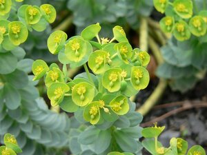 Euphorbia myrsinites geen maat specificatie 0,55L/P9cm - afbeelding 9