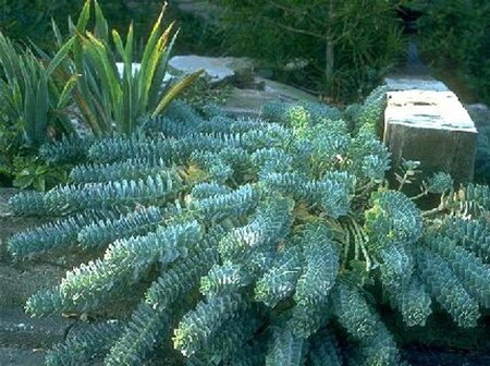 Euphorbia myrsinites geen maat specificatie 0,55L/P9cm - afbeelding 5