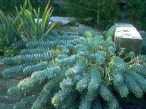 Euphorbia myrsinites geen maat specificatie 0,55L/P9cm - afbeelding 5