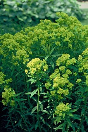 Euphorbia palustris geen maat specificatie 0,55L/P9cm