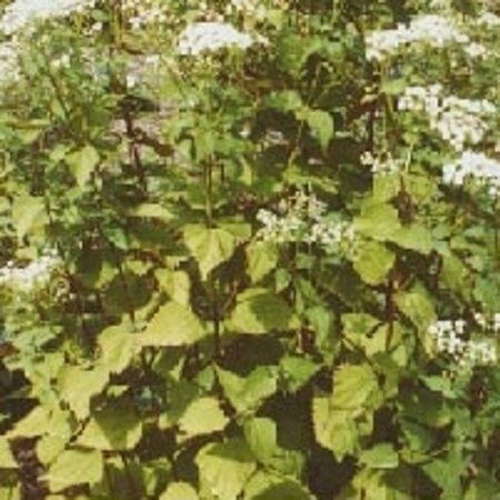 Eupatorium rugosum 'Braunlaub' geen maat specificatie 0,55L/P9cm