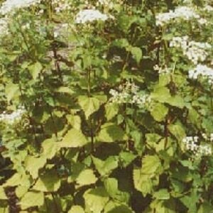 Eupatorium rugosum 'Braunlaub' geen maat specificatie 0,55L/P9cm