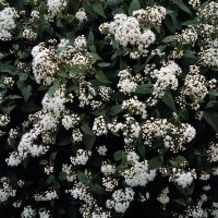 Eupatorium rugosum 'Chocolate' geen maat specificatie 0,55L/P9cm - afbeelding 4