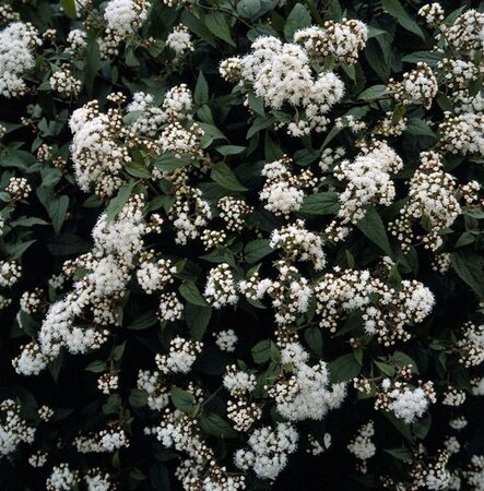 Eupatorium rugosum 'Chocolate' geen maat specificatie 0,55L/P9cm - afbeelding 2