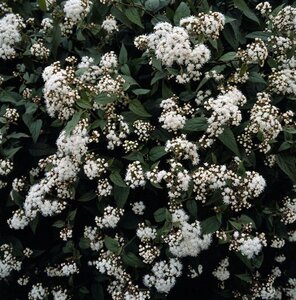 Eupatorium rugosum 'Chocolate' geen maat specificatie 0,55L/P9cm - afbeelding 2