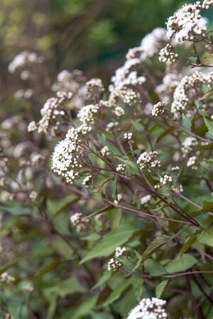 Eupatorium rugosum 'Chocolate' geen maat specificatie 0,55L/P9cm - afbeelding 3