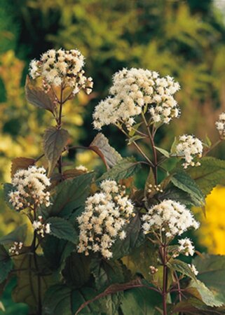 Eupatorium rugosum 'Chocolate' geen maat specificatie 0,55L/P9cm - afbeelding 6