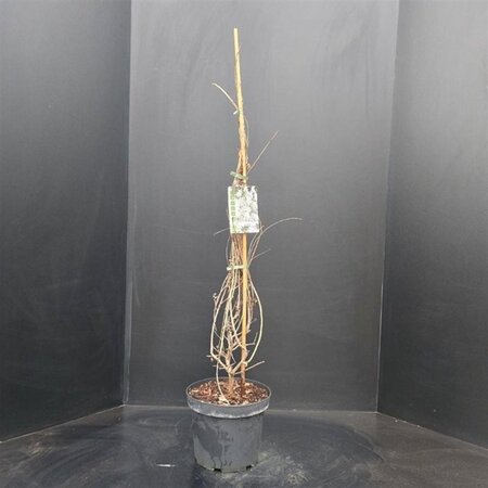 Exochorda 'The Bride' 125-150 cm cont. 7,5L - afbeelding 1