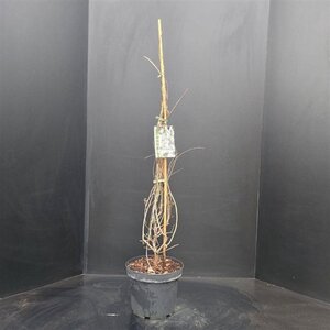 Exochorda 'The Bride' 125-150 cm cont. 7,5L