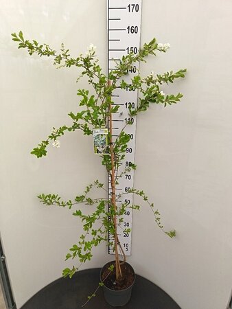 Exochorda 'The Bride' 125-150 cm cont. 7,5L - afbeelding 4