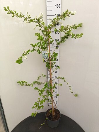 Exochorda 'The Bride' 125-150 cm cont. 7,5L - afbeelding 3