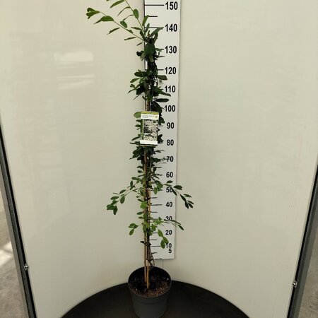 Exochorda 'The Bride' 125-150 cm cont. 7,5L - afbeelding 2