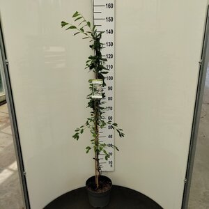 Exochorda 'The Bride' 125-150 cm cont. 7,5L