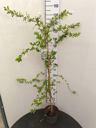 Exochorda 'The Bride' 125-150 cm cont. 7,5L - afbeelding 2