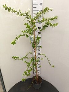 Exochorda 'The Bride' 125-150 cm cont. 7,5L - afbeelding 2