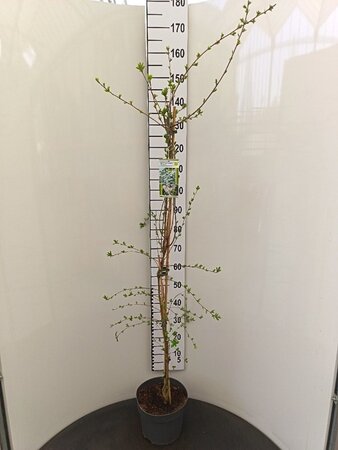 Exochorda 'The Bride' 125-150 cm cont. 7,5L - image 2