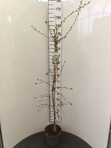 Exochorda 'The Bride' 125-150 cm cont. 7,5L - image 2