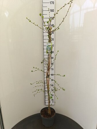 Exochorda 'The Bride' 125-150 cm cont. 7,5L - image 3