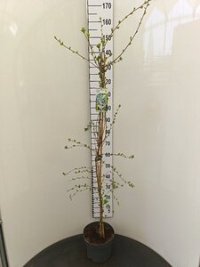 Exochorda 'The Bride' 125-150 cm cont. 7,5L - image 3