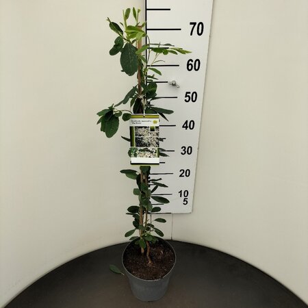 Exochorda 'The Bride' 60-80 cm cont. 3,0L - afbeelding 6