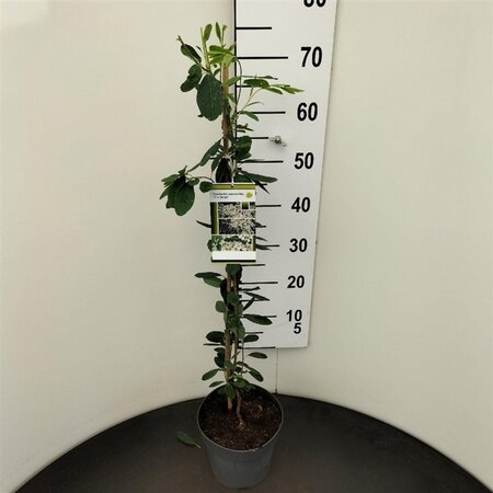 Exochorda 'The Bride' 60-80 cm cont. 3,0L - afbeelding 5