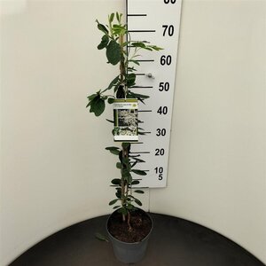 Exochorda 'The Bride' 60-80 cm cont. 3,0L - afbeelding 5