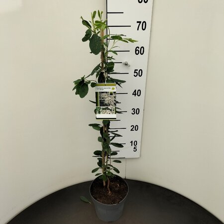 Exochorda 'The Bride' 60-80 cm cont. 3,0L - afbeelding 7