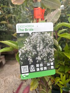 Exochorda 'The Bride' 80-100 cm cont. 3,0L - afbeelding 3
