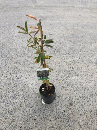 Exochorda 'The Bride' 80-100 cm cont. 3,0L - afbeelding 5