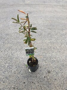 Exochorda 'The Bride' 80-100 cm cont. 3,0L - afbeelding 5