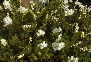 Exochorda 'The Bride' 80-100 cm cont. 3,0L