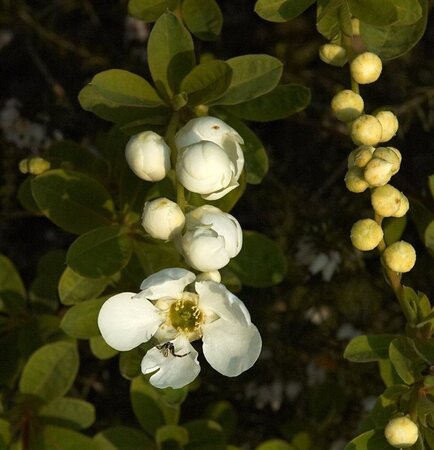 Exochorda 'The Bride' 80-100 cm cont. 3,0L - image 2