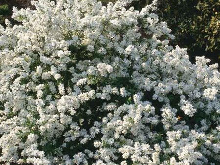 Exochorda 'The Bride' 80-100 cm cont. 3,0L - image 6