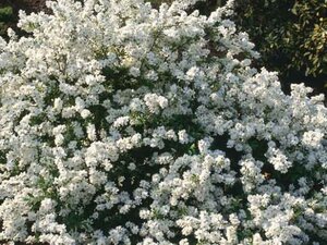 Exochorda 'The Bride' 80-100 cm cont. 3,0L - image 6