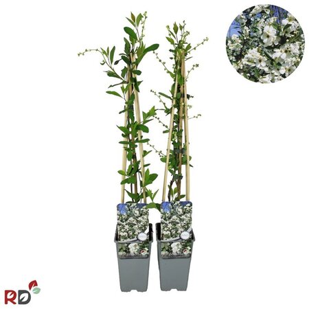 Exochorda racem. Blushing Pearl 70 cm vierkant 2L