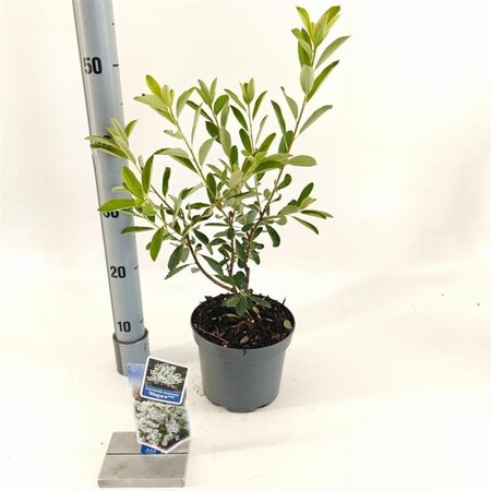 Exochorda racem. 'Niagara' 25-30 cm cont. 2,0L - afbeelding 1