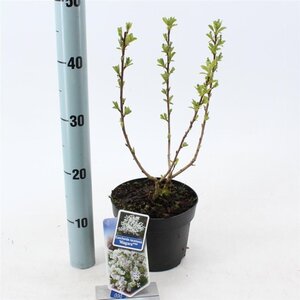 Exochorda racem. 'Niagara' 25-30 cm cont. 2,0L - afbeelding 2