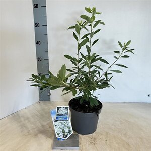 Exochorda racem. 'Niagara' 25-30 cm cont. 2,0L - afbeelding 3