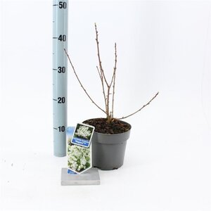 Exochorda racem. 'Niagara' 25-30 cm cont. 2,0L - afbeelding 4