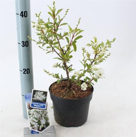 Exochorda racem. 'Niagara' 25-30 cm cont. 2,0L - afbeelding 5