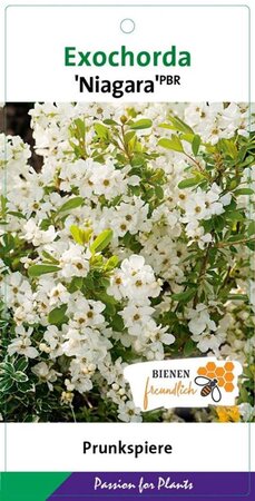 Exochorda racem. 'Niagara' 60-80 cm cont. 3,0L - image 2
