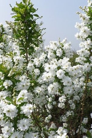 Exochorda racem. 'Niagara' 60-80 cm cont. 3,0L - image 1