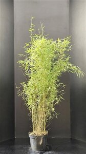 Fargesia 'Jiuzhaigou 1' 100-125 cm cont. 10L - afbeelding 5