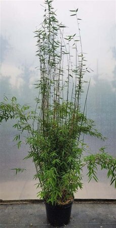 Fargesia 'Jiuzhaigou 1' 100-125 cm cont. 10L - afbeelding 4